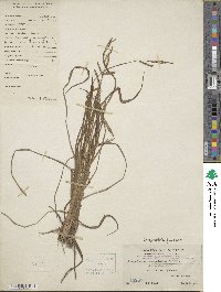 Paspalum scrobiculatum image