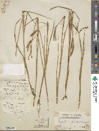 Paspalum scrobiculatum image