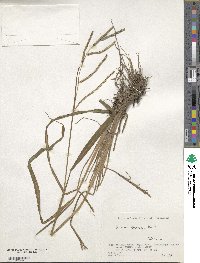 Paspalum thunbergii image