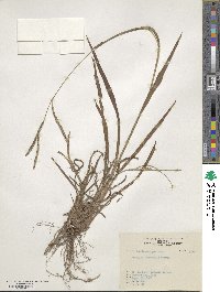 Paspalum thunbergii image