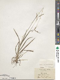 Paspalum thunbergii image