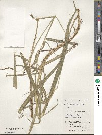 Paspalum urvillei image