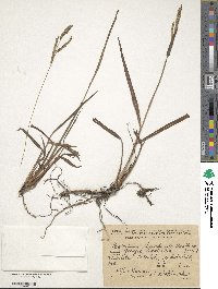 Paspalum thunbergii image