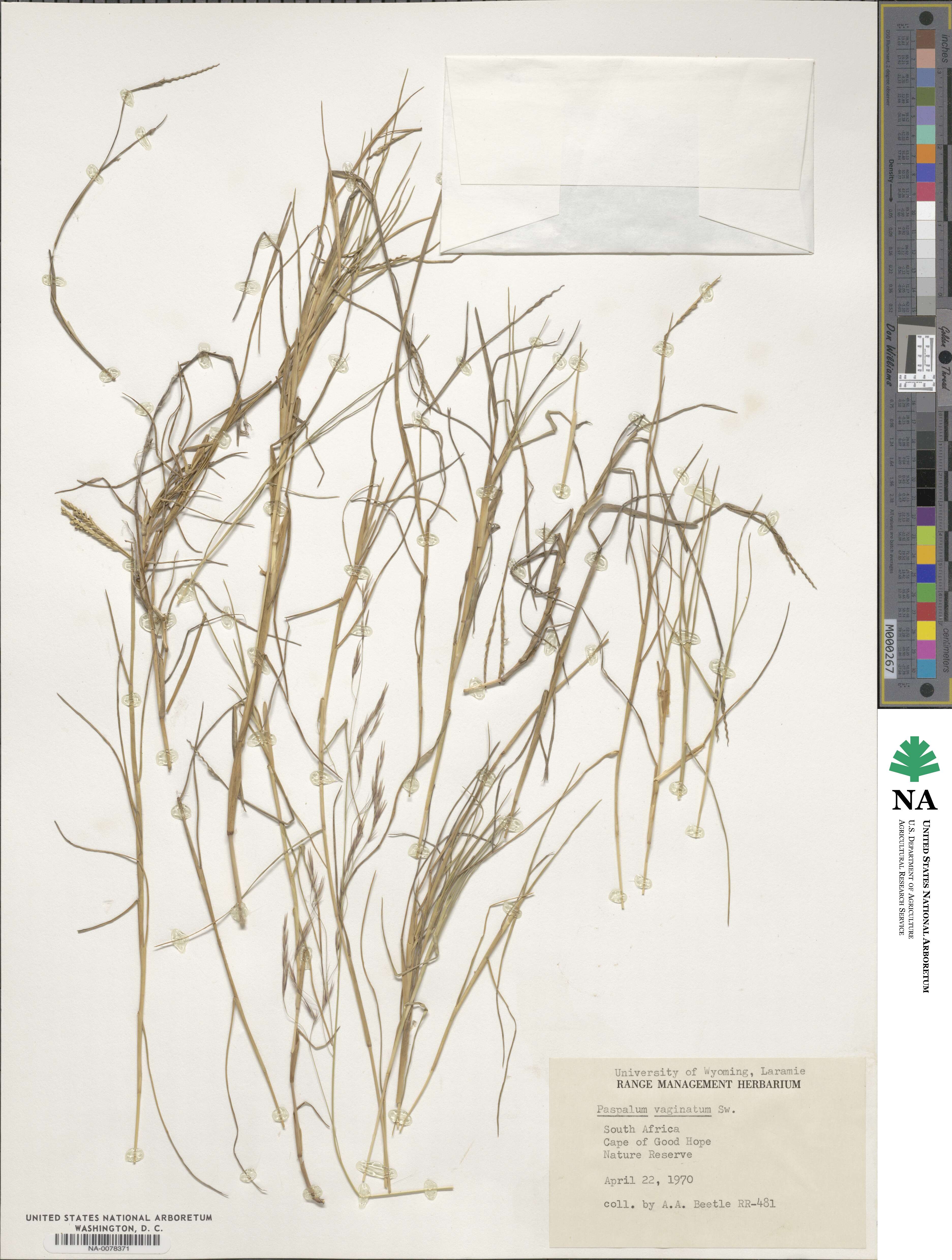 Paspalum vaginatum image