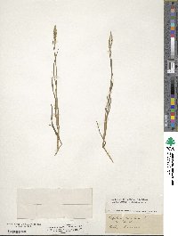 Paspalum distichum image