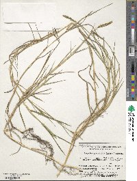 Paspalum distichum image