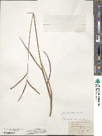 Paspalum scrobiculatum image