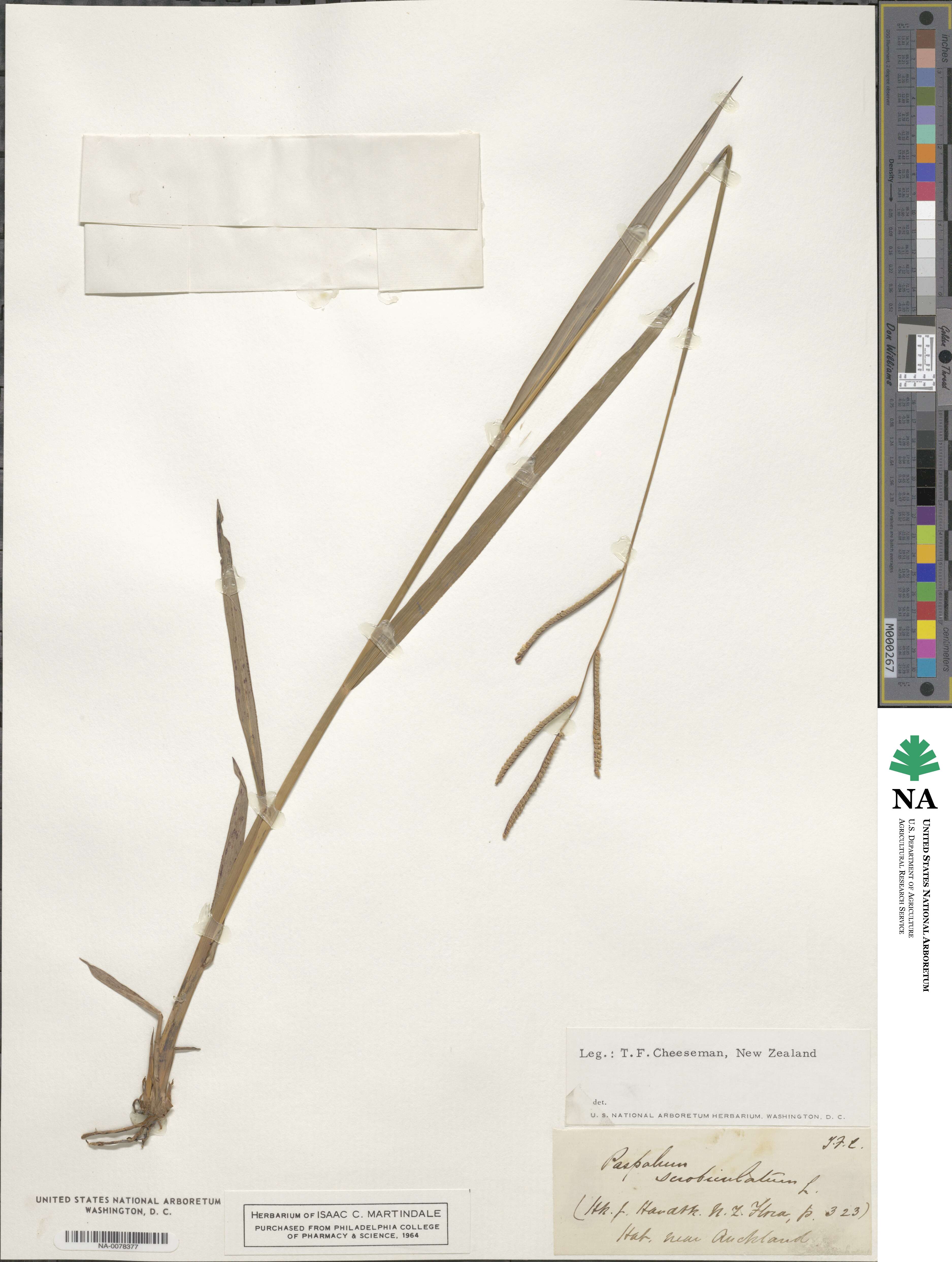 Paspalum scrobiculatum image