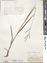 Paspalum scrobiculatum image