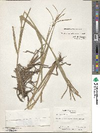 Paspalum scrobiculatum image