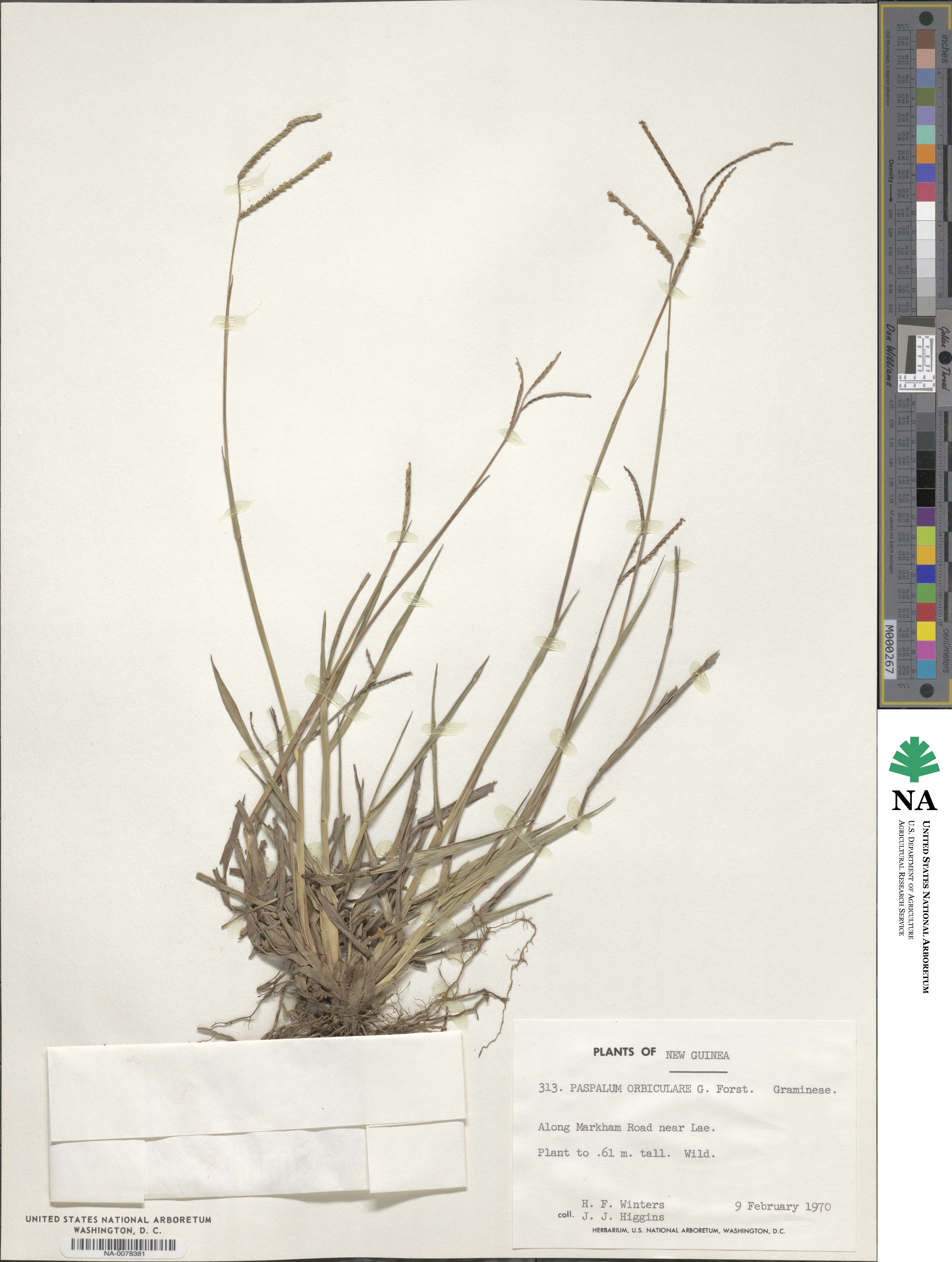 Paspalum scrobiculatum image