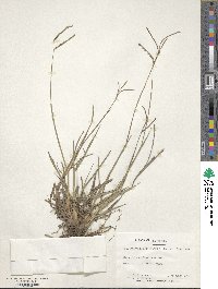 Paspalum scrobiculatum image