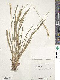 Paspalum fimbriatum image