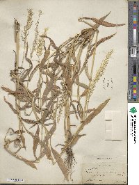 Paspalum racemosum image