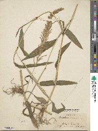 Paspalum racemosum image