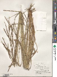 Paspalum guenoarum image