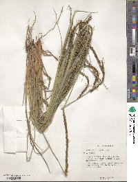 Paspalum guenoarum image