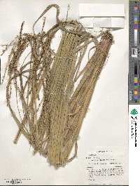 Paspalum guenoarum image