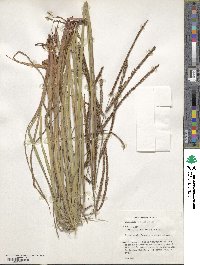 Paspalum guenoarum image