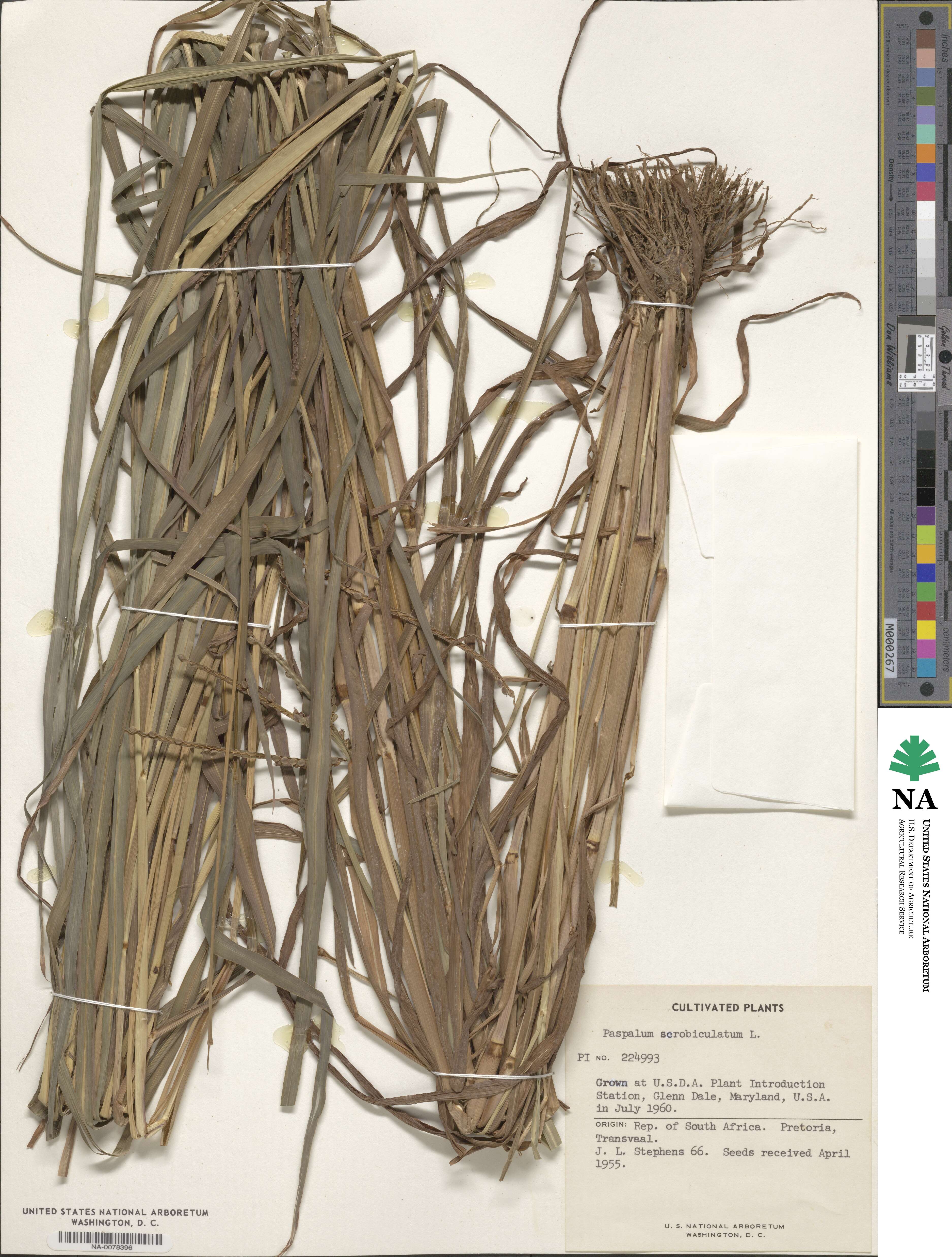 Paspalum scrobiculatum image
