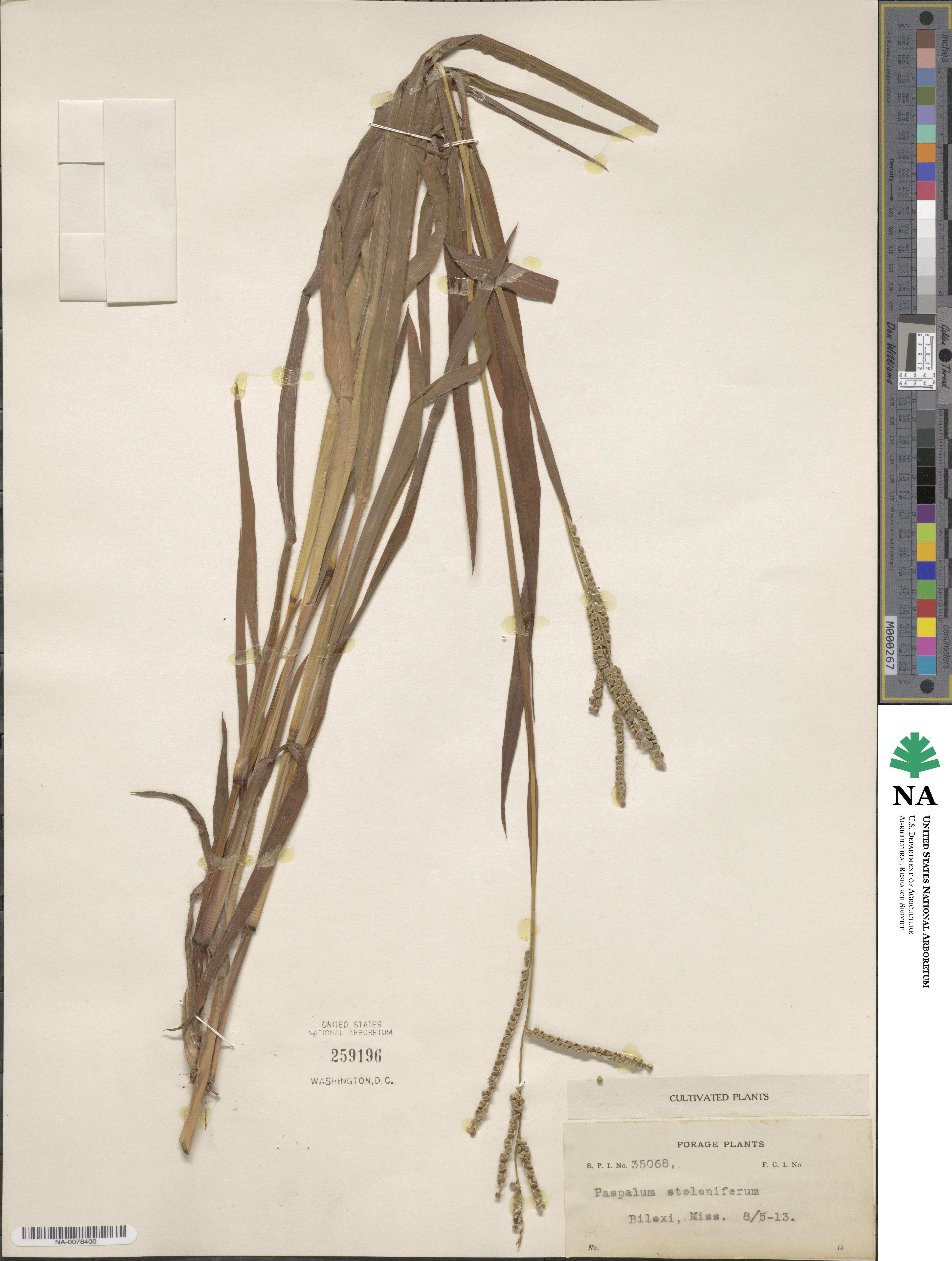 Paspalum racemosum image