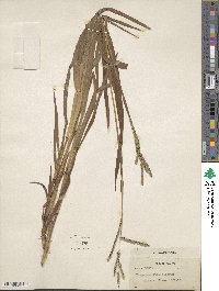 Paspalum racemosum image