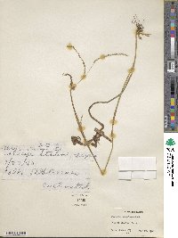 Paspalum setaceum var. setaceum image