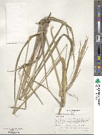 Paspalum urvillei image