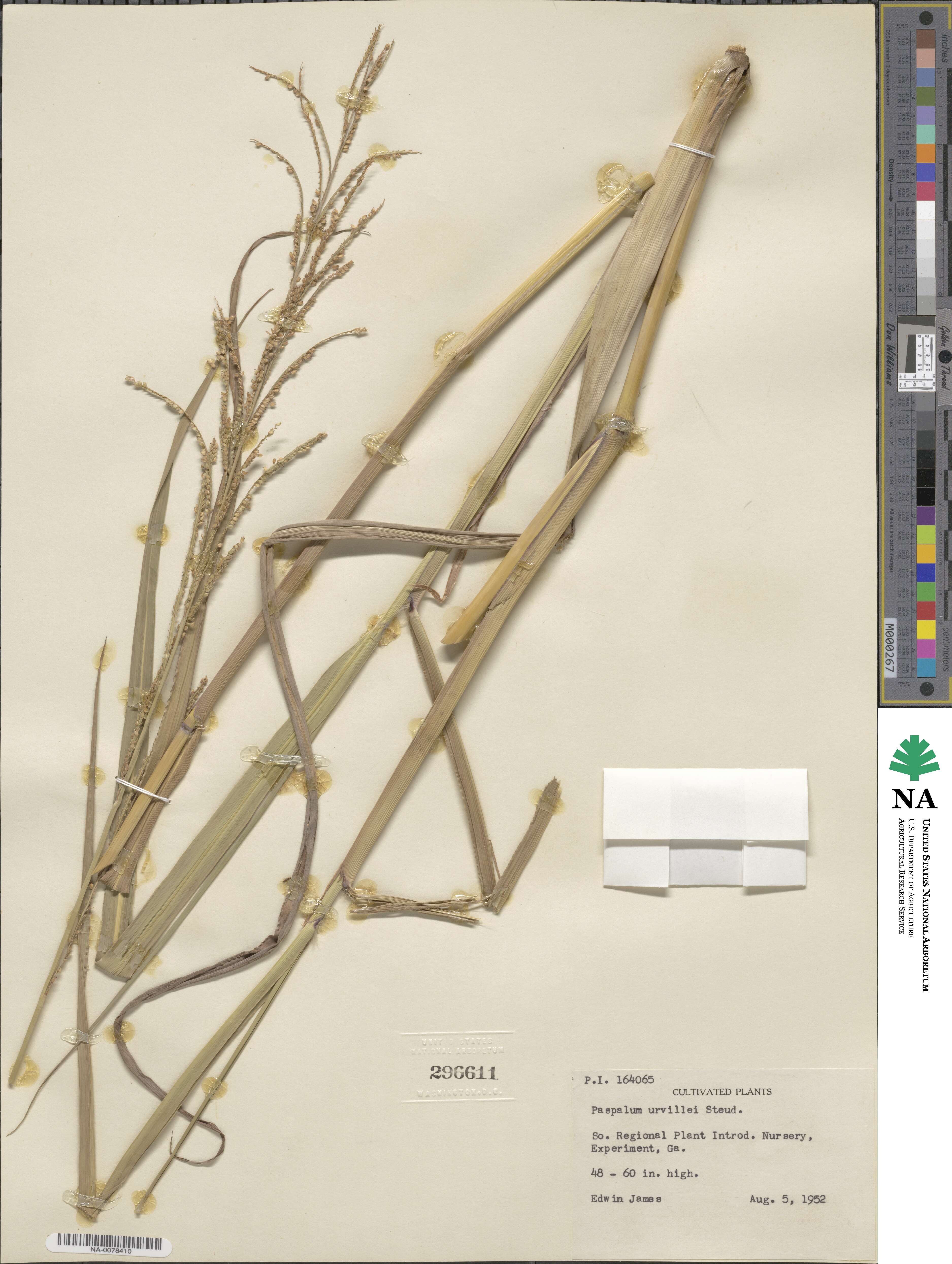 Paspalum urvillei image