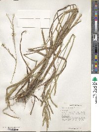 Paspalum urvillei image