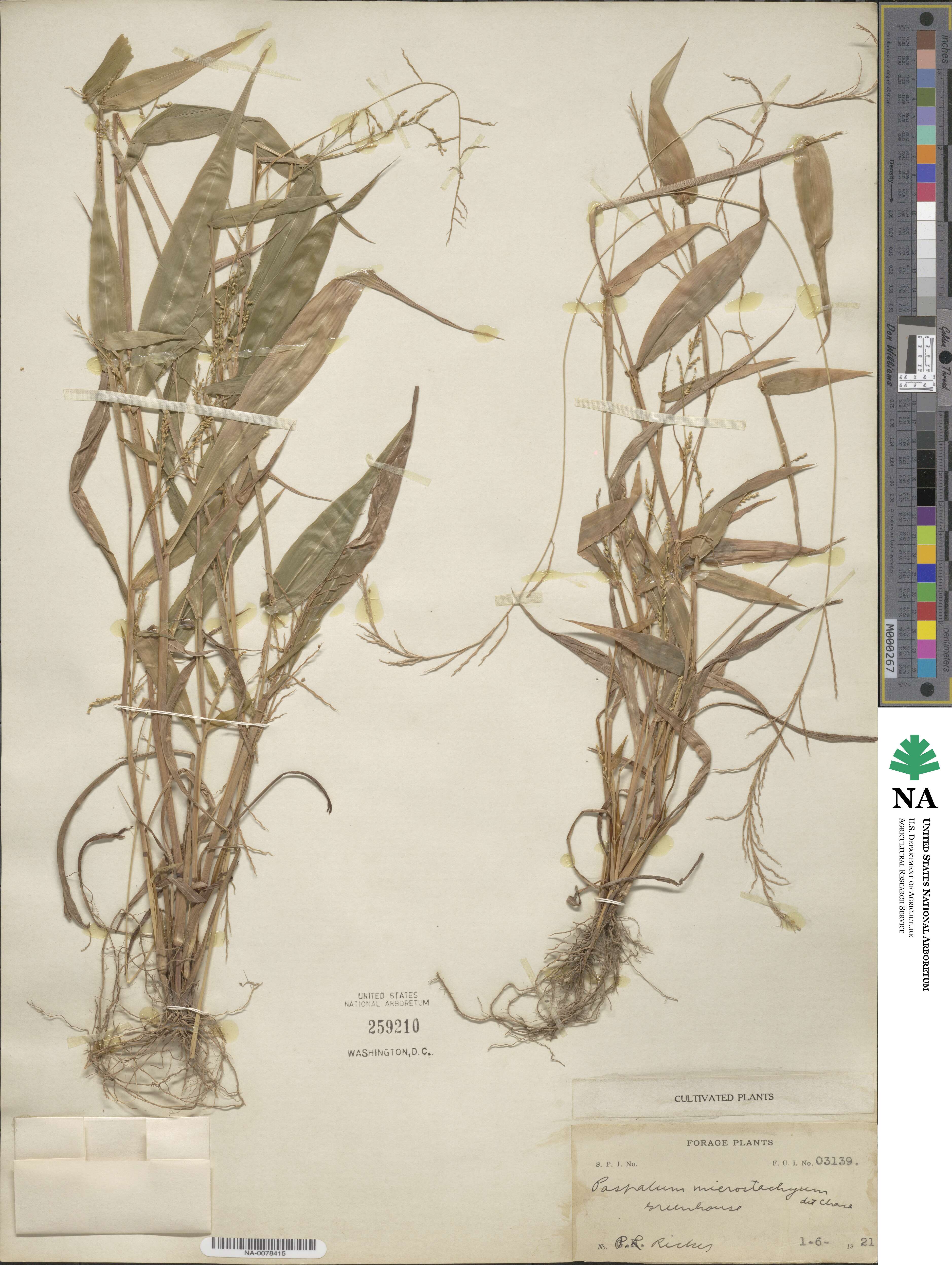 Paspalum microstachyum image