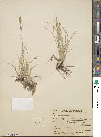 Paspalum minus image