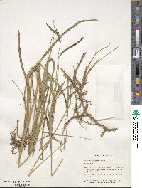 Paspalum lepton image