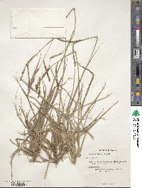 Paspalum lepton image