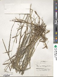 Paspalum lepton image