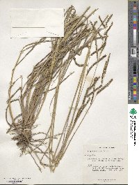 Paspalum lepton image