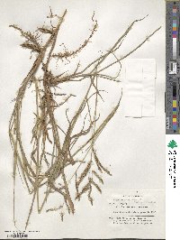 Paspalum lepton image