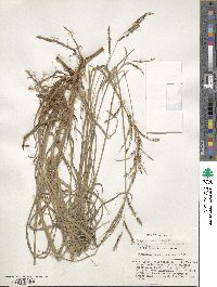 Paspalum lepton image