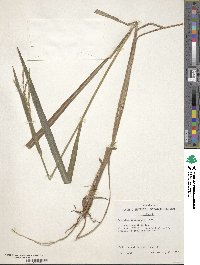 Paspalum scrobiculatum image