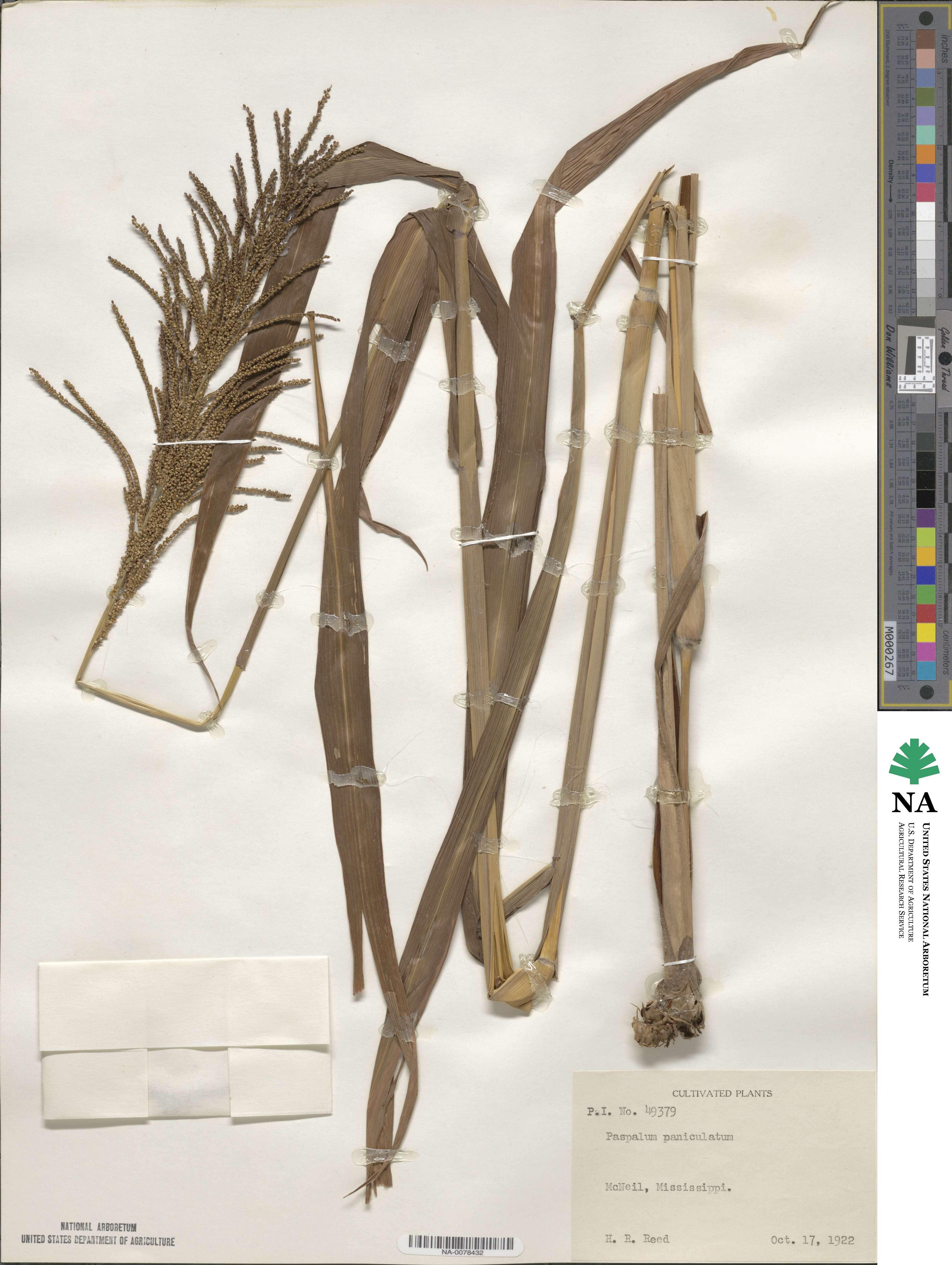 Paspalum paniculatum image