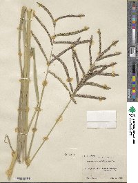 Paspalum platyphyllum image