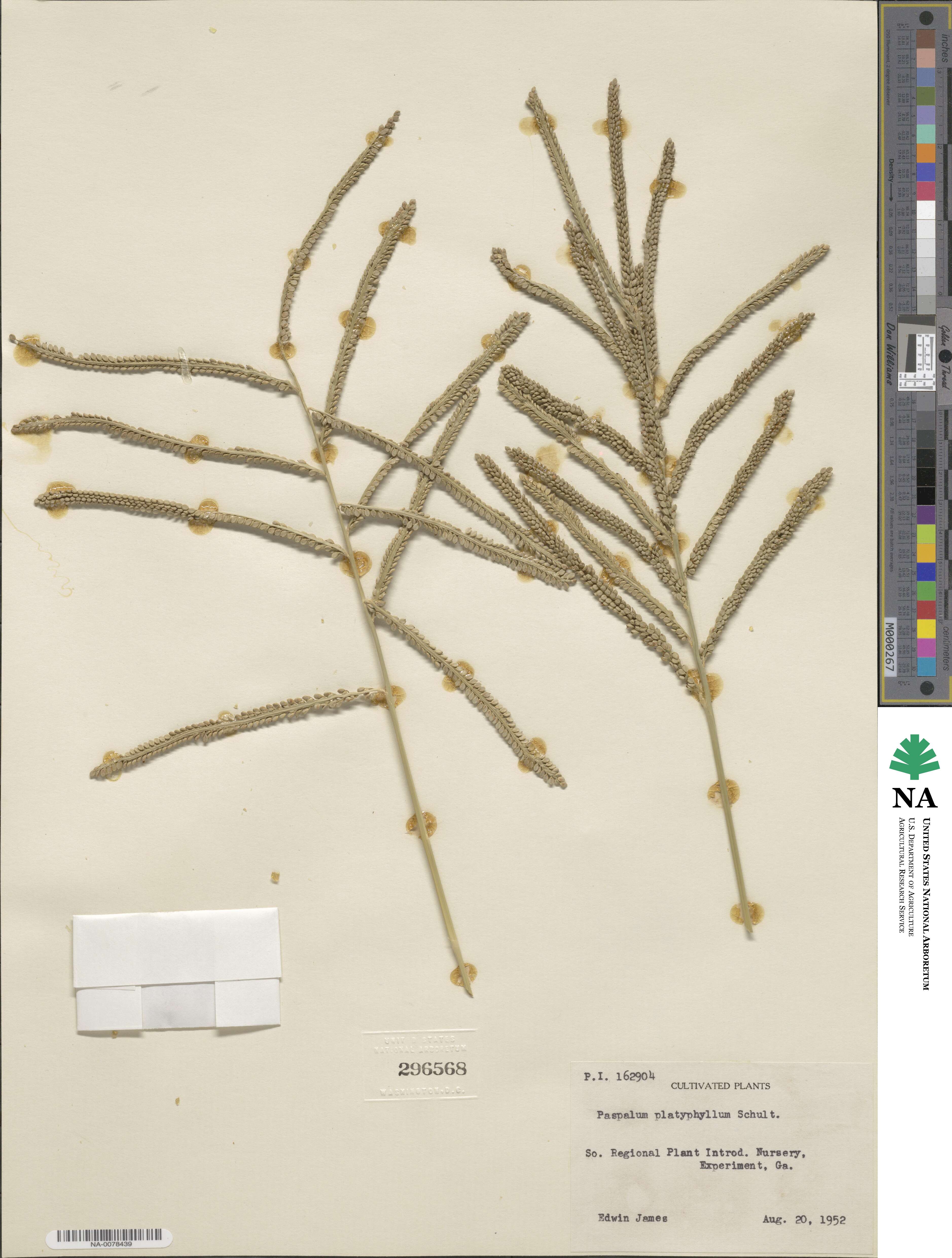 Paspalum platyphyllum image