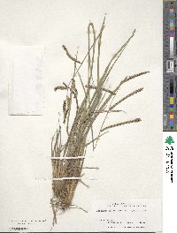 Paspalum plicatulum image