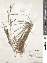 Paspalum plicatulum image