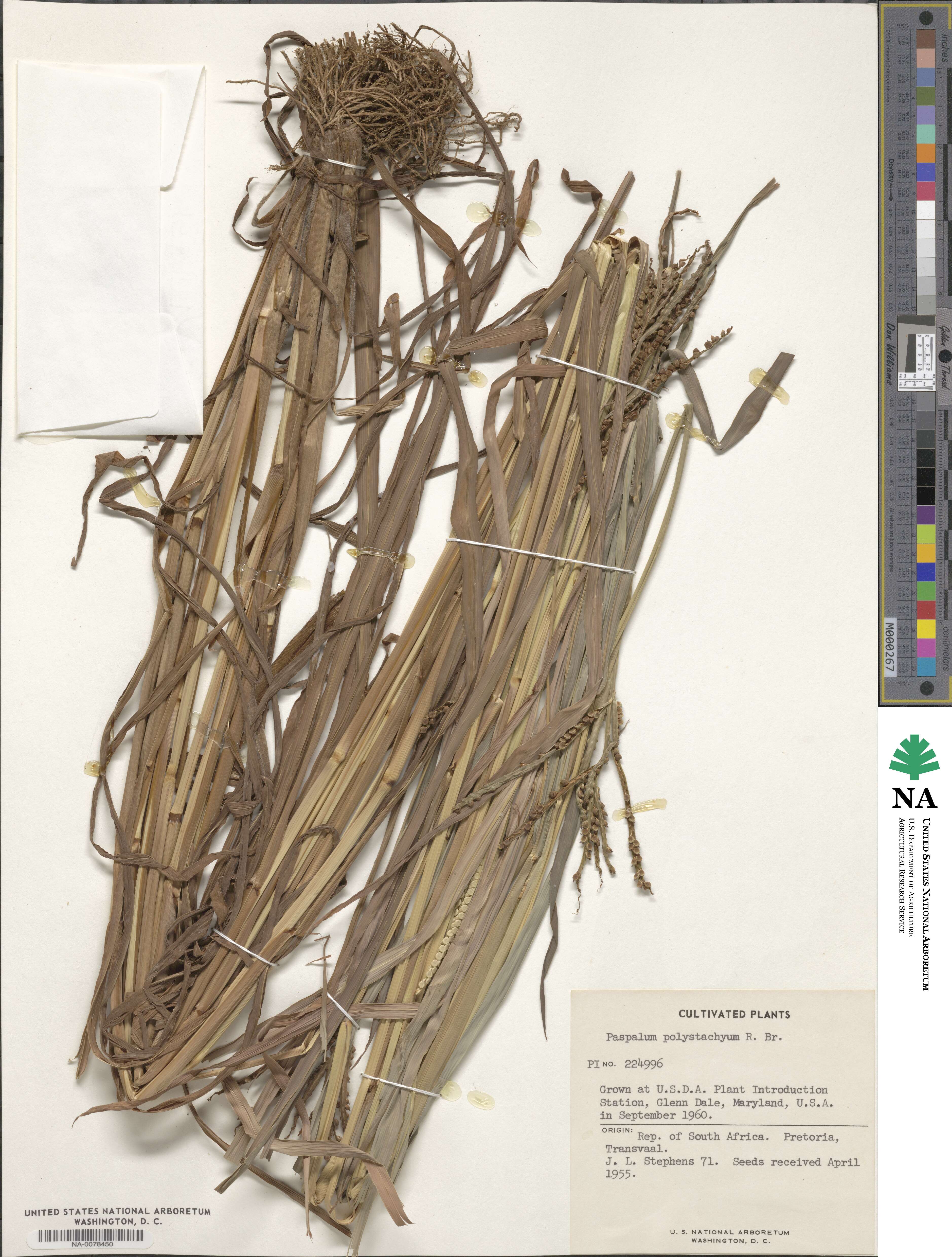 Paspalum polystachyum image