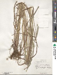 Paspalum polystachyum image