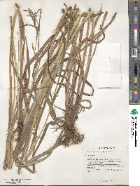 Paspalum polystachyum image