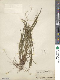 Paspalum setaceum var. setaceum image