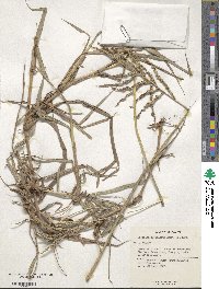 Paspalum pubiflorum image