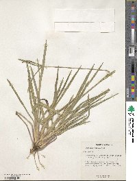 Paspalum pumilum image